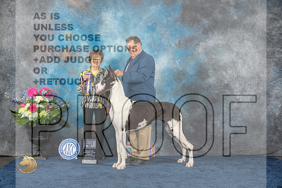 Great Dane #12 Fri WBBOW Judge Pat TrotterMJP_4393_HOUSTON_2023_HR3