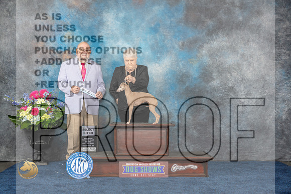 Italian Greyhound #56 Fri SB Judge Raymond Filburn JrMJP_3568_HOUSTON_2023_HR3