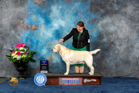 Labrador Retriever #17 Fri BOW Judge Del Richards