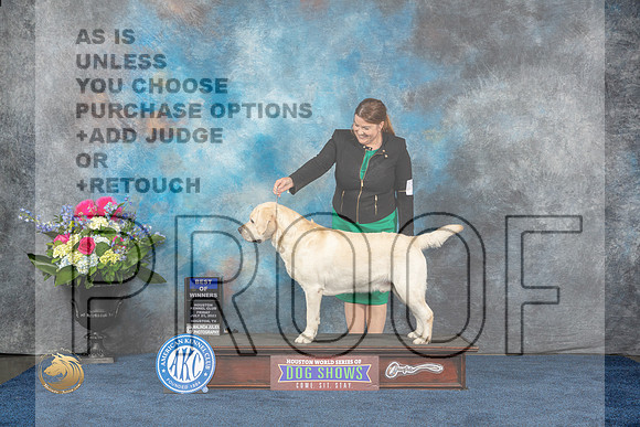 Labrador Retriever #17 Fri BOW Judge Del RichardsMJP_3504_HOUSTON_2023_HR3