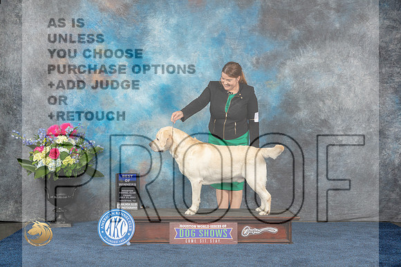 Labrador Retriever #17 Fri BOW Judge Del RichardsMJP_3505_HOUSTON_2023_HR3
