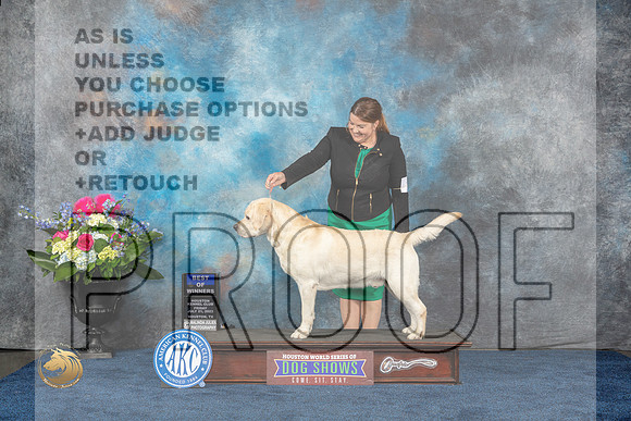 Labrador Retriever #17 Fri BOW Judge Del RichardsMJP_3507_HOUSTON_2023_HR3