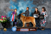 Leonberger #10 Fri RBIS Judge Pat Trotter