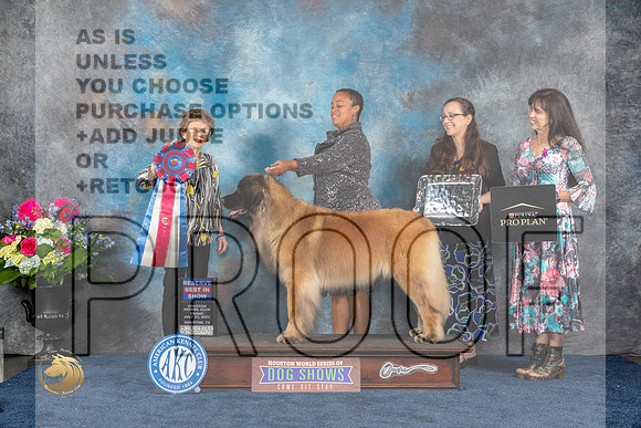 Leonberger #10 Fri RBIS Judge Pat TrotterMJP_4771_HOUSTON_2023_HR3