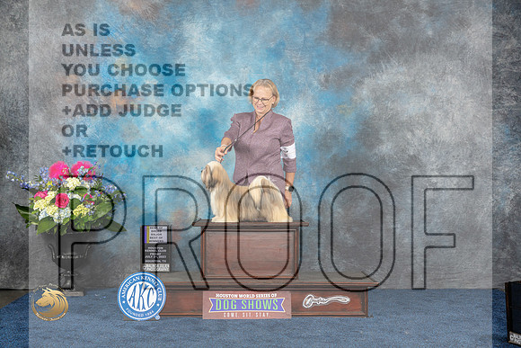 Lhasa Apso #16 Fri BOB BOW WB MAJ Judge Elizabeth MuthardMJP_3991_HOUSTON_2023_HR3