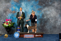 Miniature Bull Terrier #6 Fri BOB Judge Tony Ingram