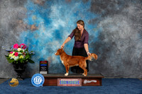 Nova Scotia Duck Tolling Retriever #7 Fri BOW BOS WD NC MAJ Judge ?