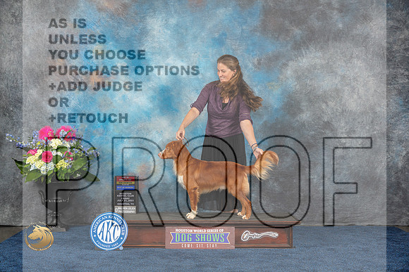 Nova Scotia Duck Tolling Retriever #7 Fri BOW BOS WD NC MAJ Judge ?MJP_4300_HOUSTON_2023_HR3