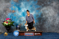 Pembroke Welsh Corgi #30 Thurs Fri 1st Judge Joan Liebes