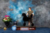Poodle Standard #16 Fri WB BOW Judge Charles Olvis