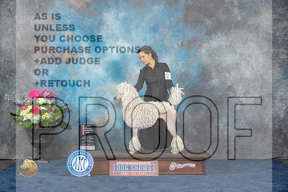Poodle Standard #28 Fri BO NGC Judge Charles OlvisMJP_4224_HOUSTON_2023_HR3
