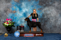 Rottweiler #8 Thurs BO NSGC Judge Joe Deleo