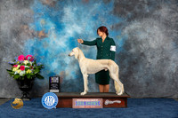Saluki #5 Fri BOB MAJ Judge Ken Levison