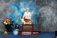 Sheltie #6 Fri WB MAJ Judge Joan Liebes