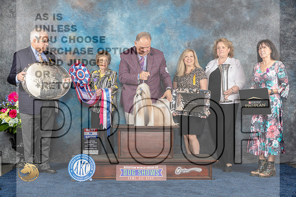 Shih Tzue #7 Fri BIS Judge Pat TrotterMJP_4763_HOUSTON_2023_HR3