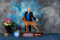 Vizsla #19 Fri BOW Judge Del Richards