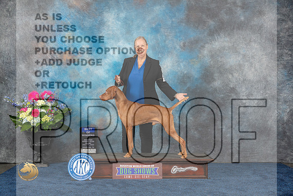 Vizsla #19 Fri BOW Judge Del RichardsMJP_3808_HOUSTON_2023_HR3
