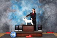 Russell Terrier #5 Sun WDBOWBOB NCH Nikki Riggsbee OHG1 Beth Downey G4 Judge Sidney Marx