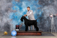 Giant Schnauzer #5 Sat G2 Judge Gary Andersen