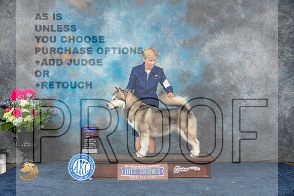 Alaskan Malamute #16 Sat BOB OHBOB Judge Joan LiebesMJP_5588_HOUSTON_2023_HR3