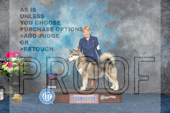 Alaskan Malamute #16 Sat BOB OHBOB Judge Joan LiebesMJP_5594_HOUSTON_2023_HR3