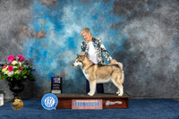 Alaskan Malamute #6 Sat WB MAJ Judge Joan Liebes