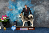 Alaskan Malamute #7 Sat BOW NC MAJ Judge Joan Liebes
