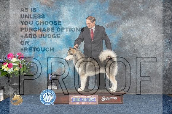 Alaskan Malamute #7 Sat BOW NC MAJ Judge Joan LiebesMJP_5536_HOUSTON_2023_HR3