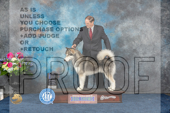 Alaskan Malamute #7 Sat BOW NC MAJ Judge Joan LiebesMJP_5541_HOUSTON_2023_HR3