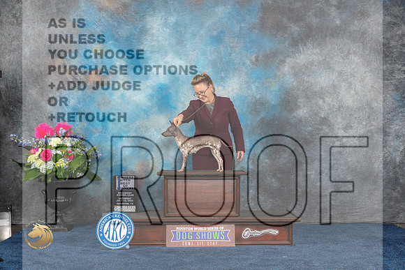 American Hairless Terrier #14 Sat WB BOW Judge Patricia TrotterMJP_5784_HOUSTON_2023_HR3