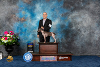 American Hairless Terrier #5 Sat BOB Judge Patricia Trotter