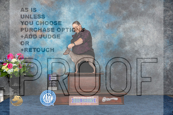 American Hairless Terrier #9 Sat WD Judge Patricia TrotterMJP_5406_HOUSTON_2023_HR3