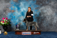 Australian Cattle Dog #7 Sat WD Judge Lydia Hutchinson
