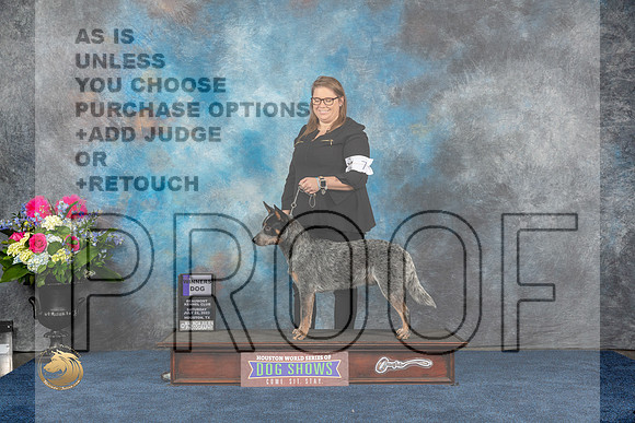 Australian Cattle Dog #7 Sat WD Judge Lydia HutchinsonMJP_5090_HOUSTON_2023_HR3