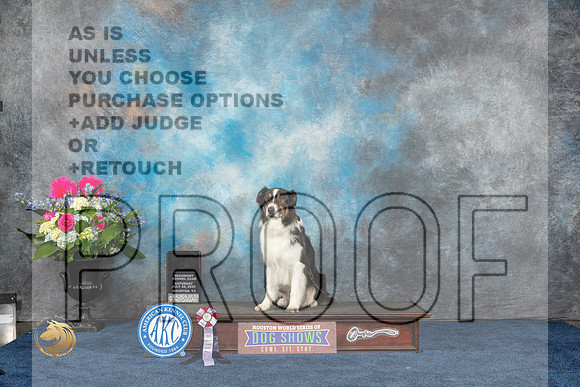 Australian Shepherd #? Sat Form Dog Certified New Title Judge ?MJP_5772_HOUSTON_2023_HR3