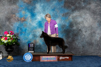 Belgian Sheepdog #10 Sat WB MAJ Judge Lydia Hutchinson