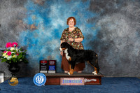 Bernese Mountain Dog #12 Sat BOS BOBOH Judge Joan Liebes
