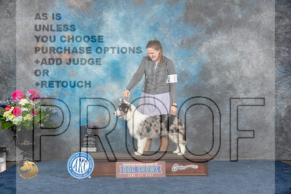 Border Collie #7 WD BOW MAJ Judge Lydia HutchinsonMJP_5451_HOUSTON_2023_HR3