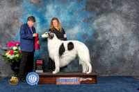 Borzoi #23 Sat G2 Judge Charles Olvis