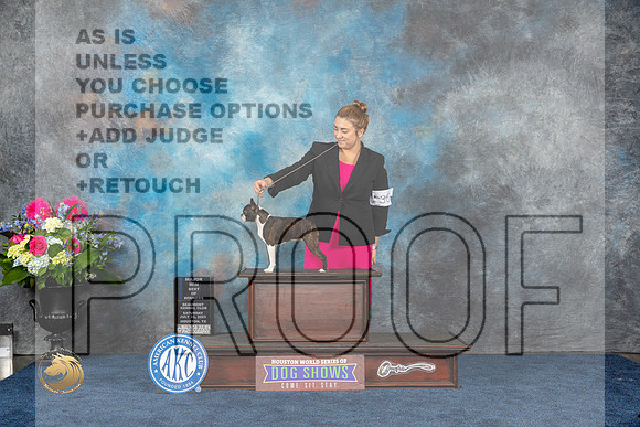 Boston Terrier #36 Sat WB BOW MAJ Judge Anna GallantMJP_5189_HOUSTON_2023_HR3