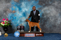 Boxer #17 Sat SD OHBOB Judge Donnelle Richards