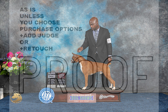 Boxer #17 Sat SD OHBOB Judge Donnelle RichardsMJP_5528_HOUSTON_2023_HR3
