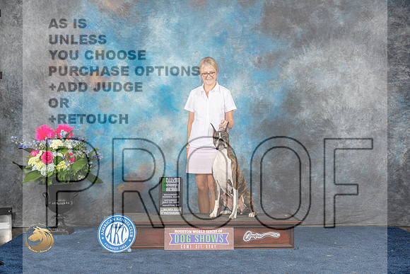Boxer #36 Sat New Title Beginner Novice B Judge ?MJP_5728_HOUSTON_2023_HR3