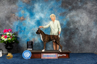 Boxer #37 Fri OHG1 Judge Anne Gallant