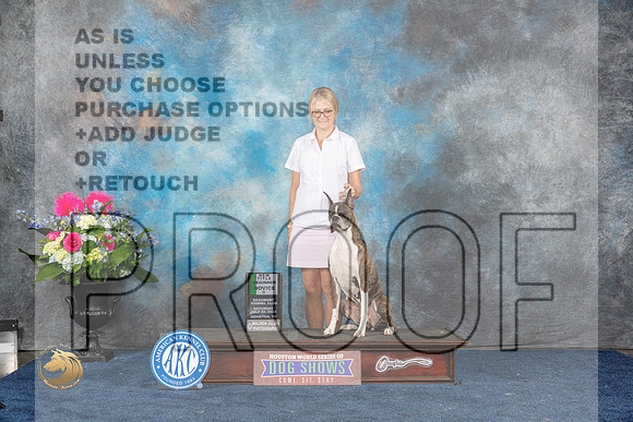 Boxer #36 Sat New Title Beginner Novice B Judge ?MJP_5732_HOUSTON_2023_HR3