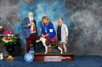 Bull Terrier Colored #28 Sat BOV Judge Gregory Anderson