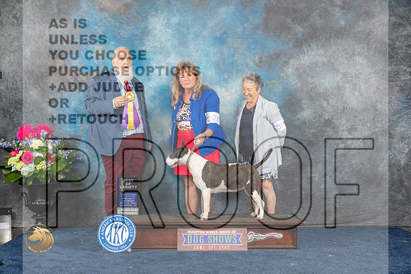 Bull Terrier Colored #28 Sat BOV Judge Gregory AndersonMJP_5680_HOUSTON_2023_HR3
