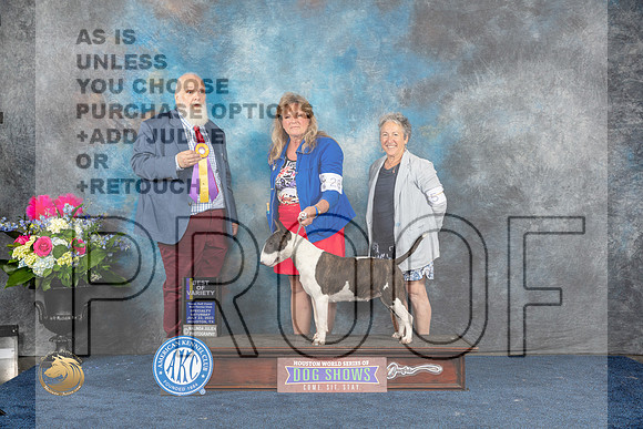 Bull Terrier Colored #28 Sat BOV Judge Gregory AndersonMJP_5681_HOUSTON_2023_HR3