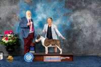Bull Terrier Colored #5 Sat BOS Judge Gregory Anderson