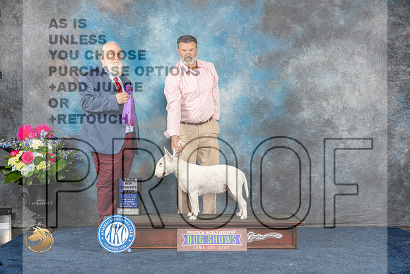 Bull Terrier White #16 Sat WB MAJ Judge Gregory AndersonMJP_5659_HOUSTON_2023_HR3